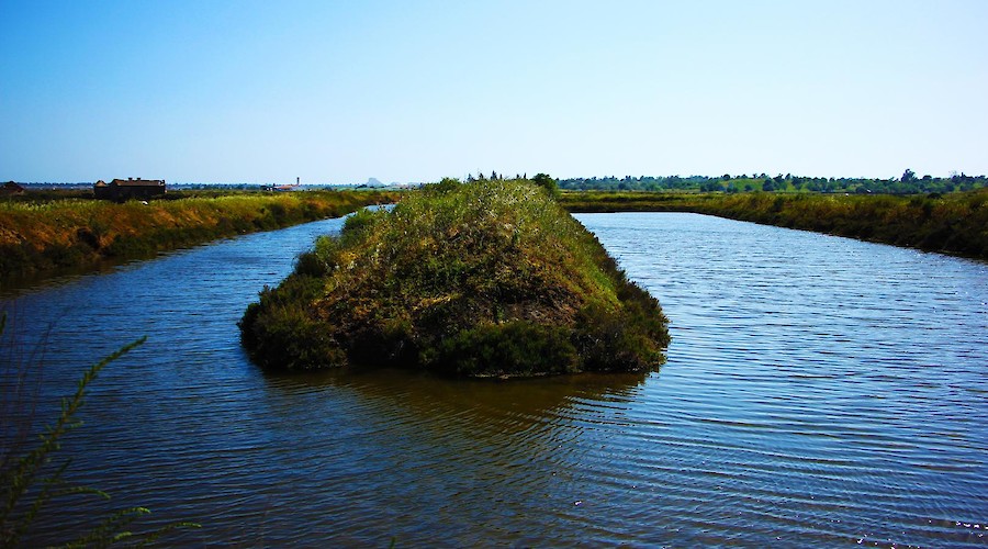 5 de junho: As marismas do Guadiana