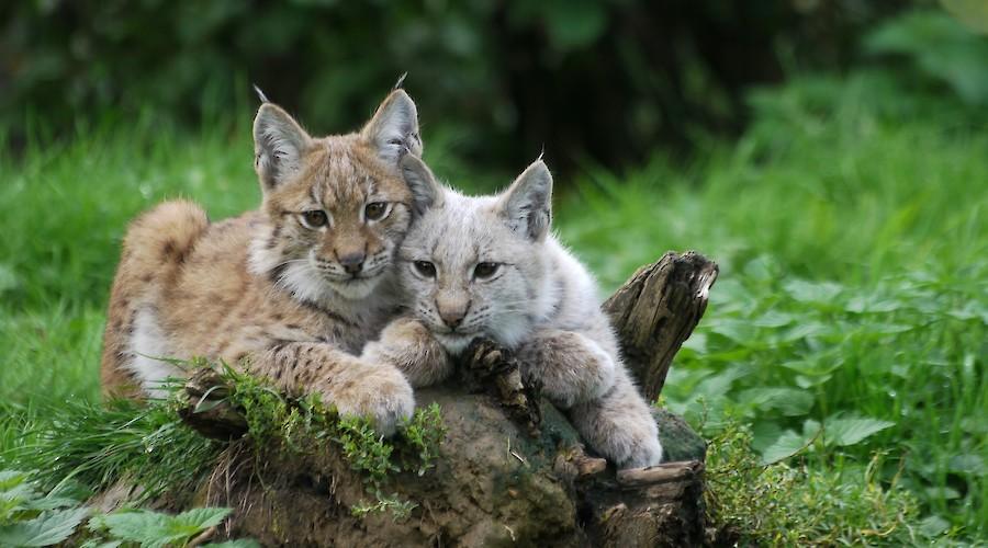 3 de março: Dia Internacional da Fauna e Flora