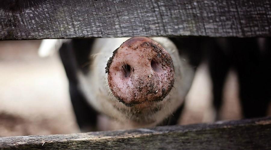 15 de março: Dia Internacional do Porco