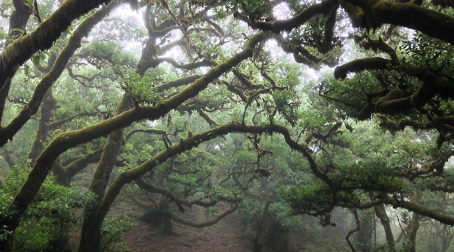 22 de maio: Dia Internacional da Biodiversidade